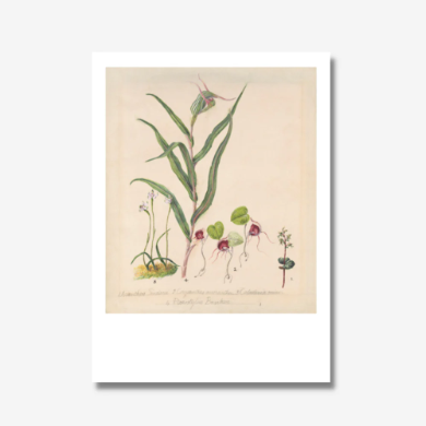 Pixie Cap orchid print - Sarah featon